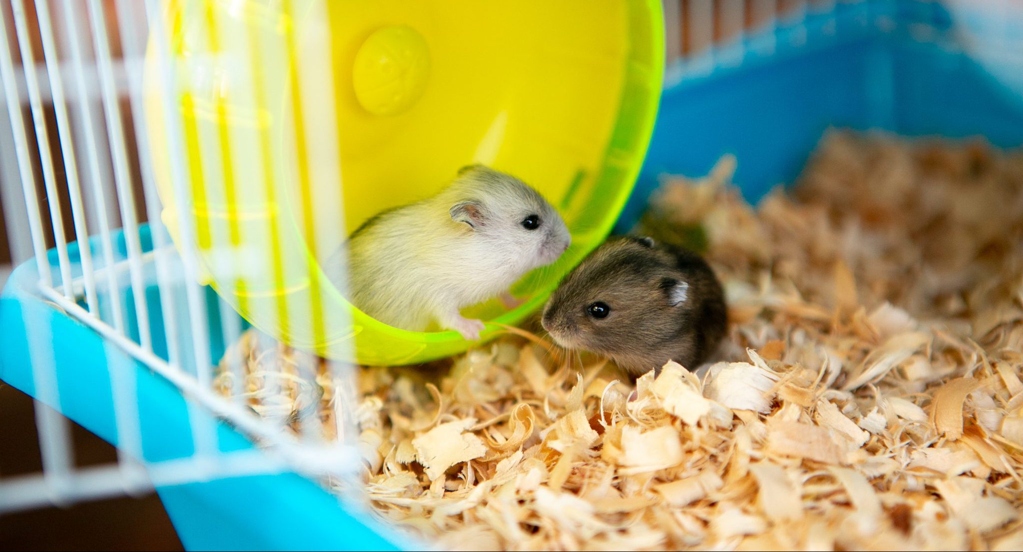 Hamster Dier-N-artsen